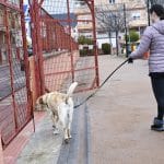 Perro parque Armilla