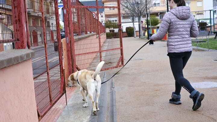 Perro parque Armilla